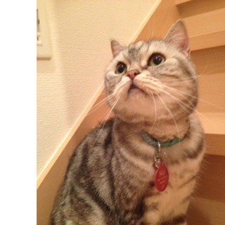 ｱﾒｼｮｰ･ｽｺﾃｨｯｼｭ　ハーフ・女の子