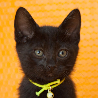 ■38番：クロくん♂