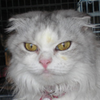 スコティシュミックス　チャーミー