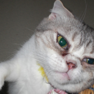 スコティシュミックス　モコ