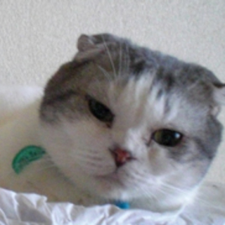 スコティシュミックス　グレイ