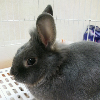 ライオンラビット(♂)1歳９ヶ月　里親様を募集しています