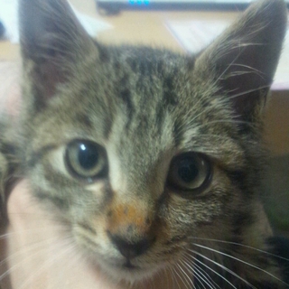 2ヶ月弱の男の子です！