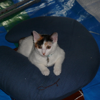 優しい、健康な子です。