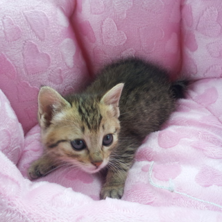 生後一ヶ月半のｼﾊﾞﾄﾗ子猫