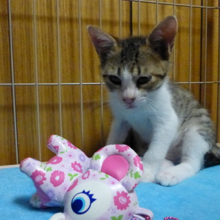 少し大きくなってます。甘えたの片目ちゃんです。