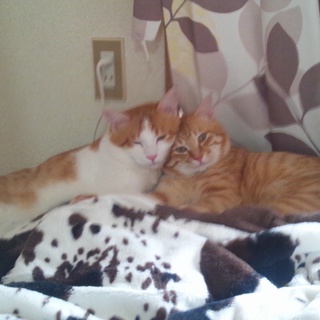 関西。兄弟にゃんこ。