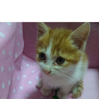 茶しろ可愛い子猫ちゃん