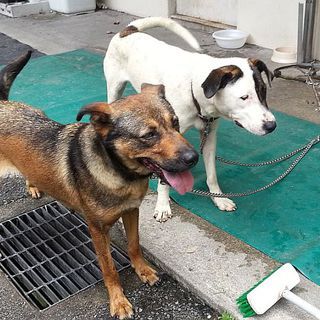 メスの中良し中型犬です！神戸
