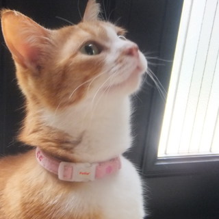 ★抱っこ可、飼いやすい子