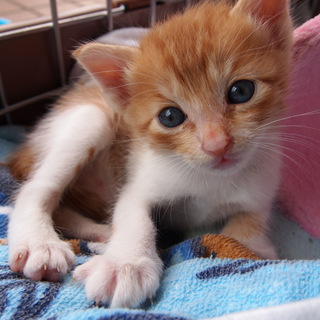 生後一ヶ月の可愛い兄弟子猫ちゃん&amp;#10084;(２匹)