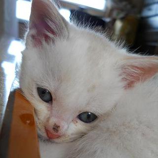 元気な女の子の家族になって下さい♪