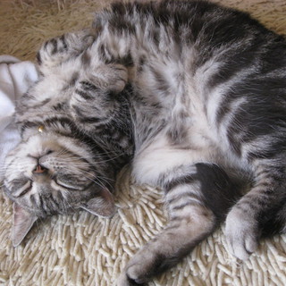 アメリカンショートヘアの女の子の里親を募集しています