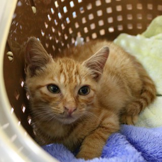 子猫の家族になってください！