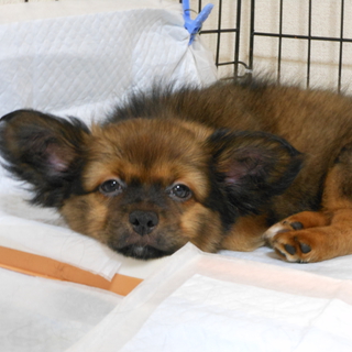 可愛い子です。