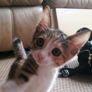 生後2ヵ月半☆三毛猫の里親募集中