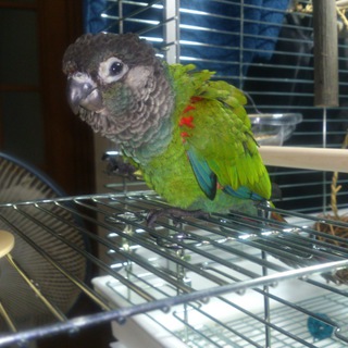 アオシンジュウロコインコの里親募集