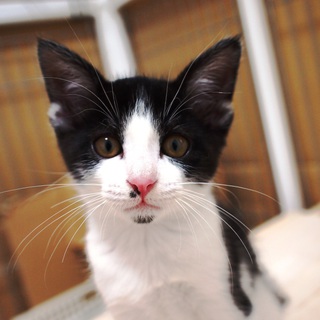 トライアル決定のため、募集一時停止