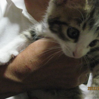 ５きょうだい、同時募集中！