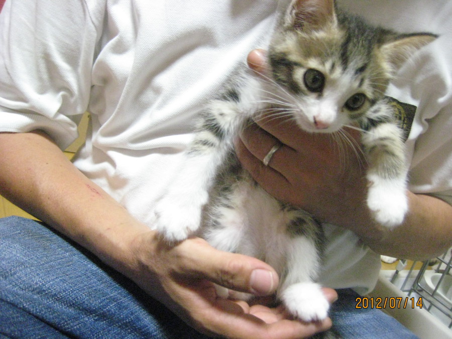 ５きょうだい、同時募集中！ サムネイル2