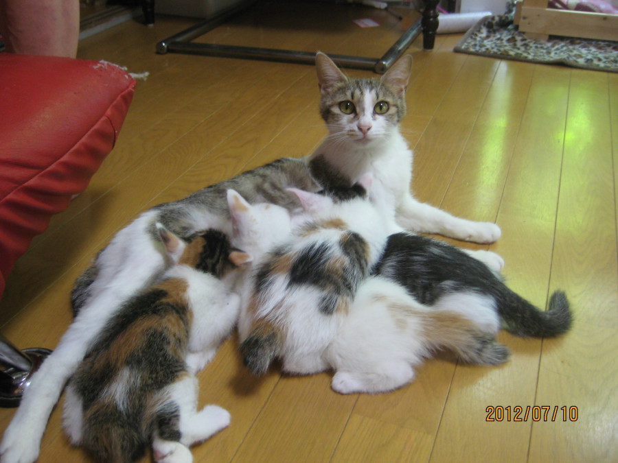 ５きょうだい、同時募集中！ サムネイル7