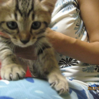 ５きょうだい、同時募集中！