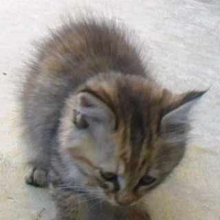 ふわふわ　で　かわいいです。