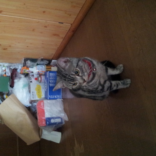 里親様決定しました。