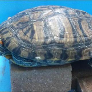 ミドリガメの里親を募集します