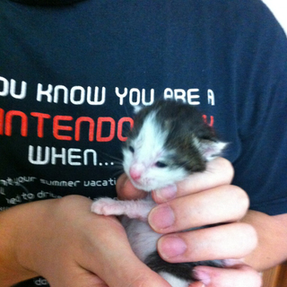 子猫の里親を探しています！！