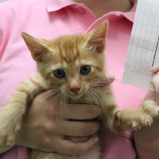 里親募集中！！