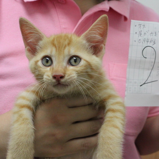 里親募集中！！