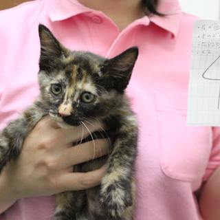 里親募集中！！