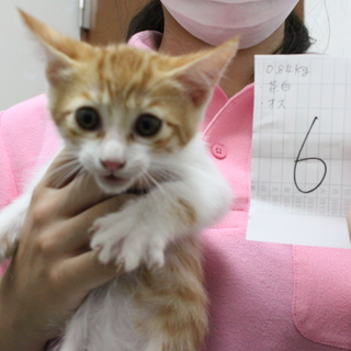 里親募集中！！