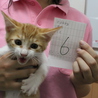 里親募集中！！ サムネイル2
