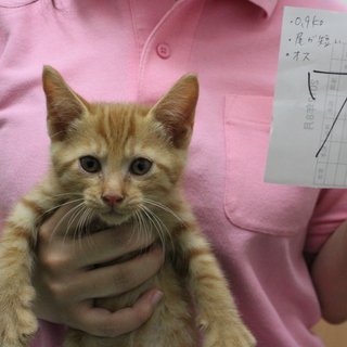 里親募集中！！