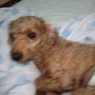 ﾄｲﾌﾟｰ.男の子.7歳です！