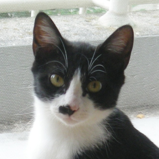 でら！クララ！