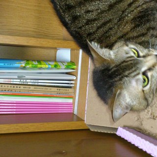 お願いします。どなたか里親になってください！