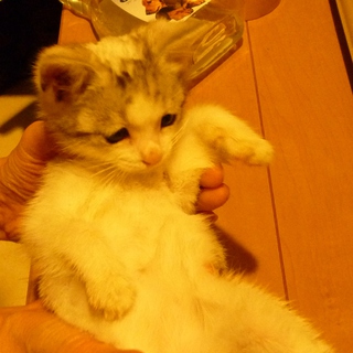 優しい里親様と出逢うことができました。