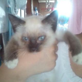 シャム猫里親様募集中