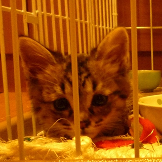 優しい里親様と出逢うことができました。