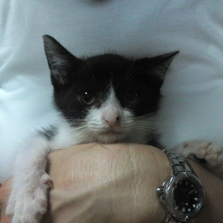 性格のよい白黒子猫の里親さま募集中です