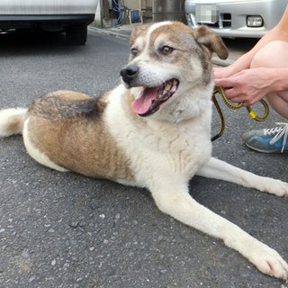 飼育放棄犬　もこ（♀・推定8歳）