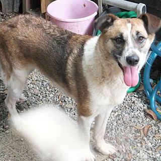 飼育放棄犬　ちび（メス・推定３歳）　