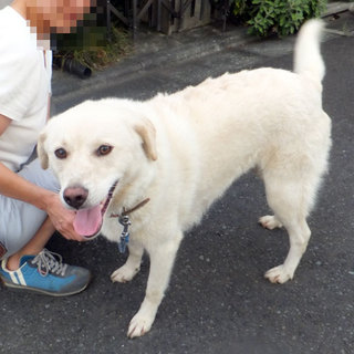 飼育放棄犬　ゆき（メス・推定３歳）