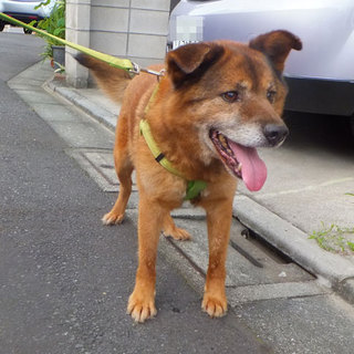 飼育放棄犬　ちゃお（オス・推定８歳）
