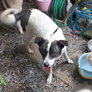 飼育放棄犬　ひな（メス・推定３歳）　