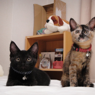 里親さん決まり無事もらわれていきました。