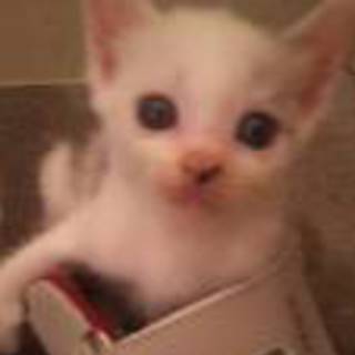 【6匹兄弟】おしゃまな三毛のメス猫ちゃん。